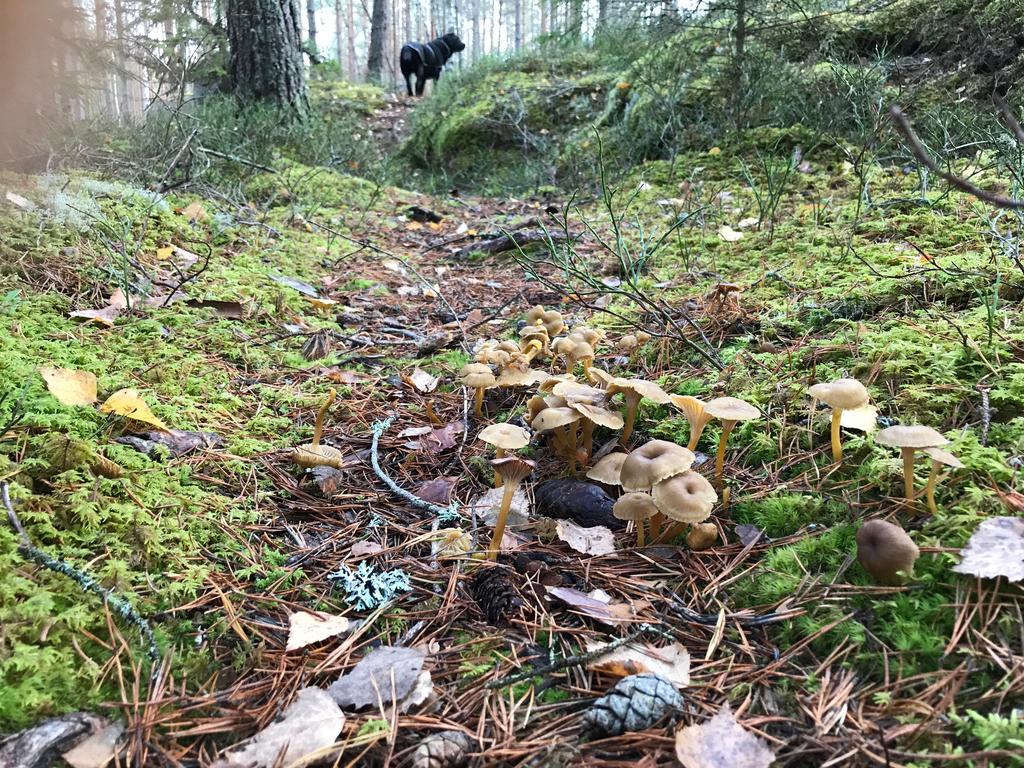 SkinnskattebergStf科兰布瑞生态旅馆别墅 外观 照片
